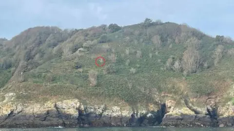 States of Guernsey Site of hornets' nest on Sark