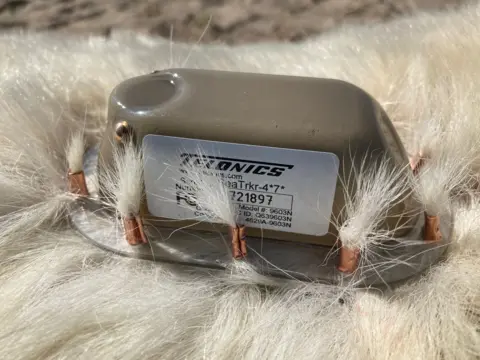 Tyler Ross  a close up a a small tracking device attached to the fur of a polar bear 