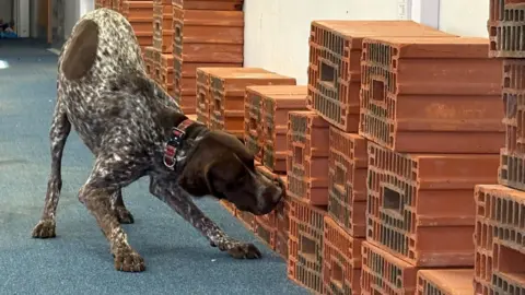 Kevin Shoesmith/BBC Dexter, a brown and whiter speckled, short tailed pointer, sniffs at a wall made from hollow red bricks at the former Hessle Police Station