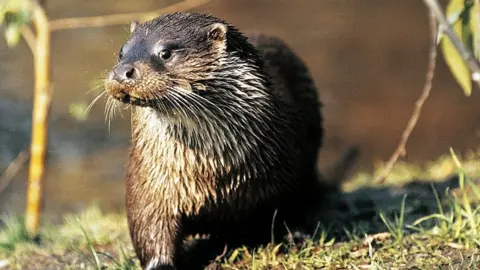 Getty Images Otter