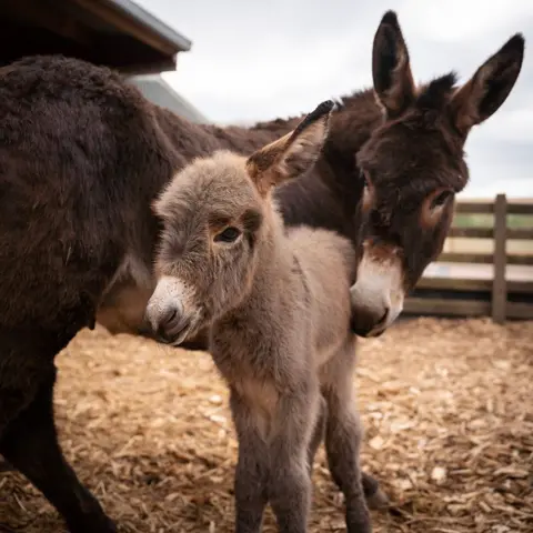 Dalscone farm A portrait-style shot of one of the donkey mums standing behind the foal but nuzzling her nose into the baby