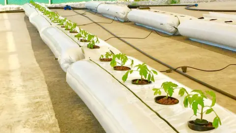 Phytoponics Plants being grown inside plastic filled with water