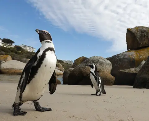 EPA African penguins walk on Boulders Beach in Cape Town, South Africa 20 April 2018. The Western Cape Local Government and the South African Environmental Affairs Department says it has recorded 18 abnormal penguin deaths with four of these cases confirmed as avian influenza through testing since late January at Boulders Beach.
