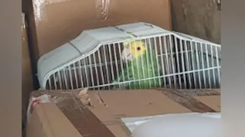 A green and yellow parrot is in a white cage, wedged between parcels.