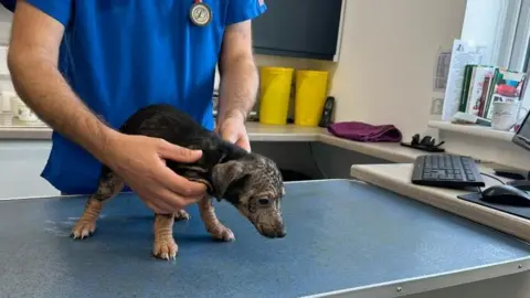 BBC small dog being examined by male vet