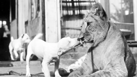 Getty Images A Jack Russell terrier and a 12-month-old lioness at Southam Zoo