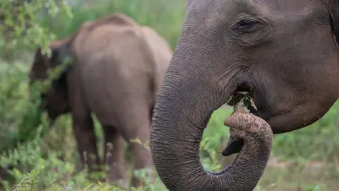 Getty Images Elephant eating leaves