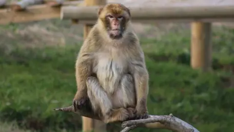 Jimmy's Farm Barbary Macaques