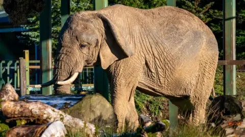 Mondy, a female African elephant at the safari park