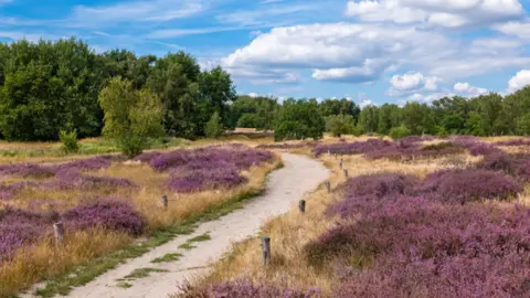 A field with purple flowers on either side of a footpath and trees in the background