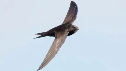 A brown swift with flecks of white in full flight.