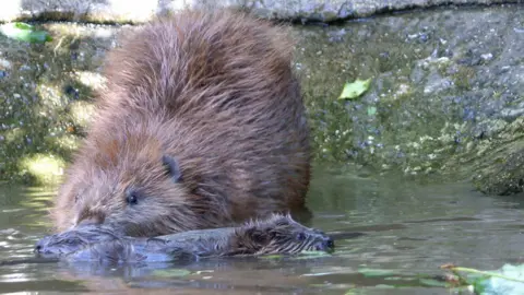 Ray Lewis/Kent Wildlife Trust A beaver mother with two baby kits 