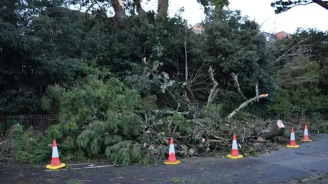 A large tree is seen fallen by the side of a road in Cornwall. The edge of the road has a line of cones around the tree