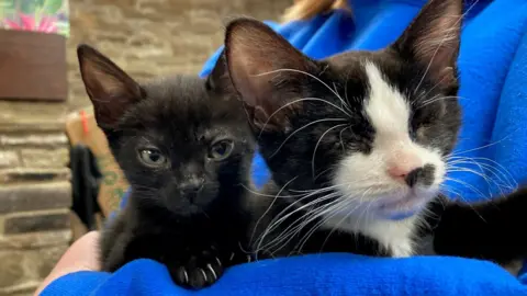 A black kitten with green eyes and a black and white kitten with no eyes. They are being held by a volunteer in a blue jacket. 