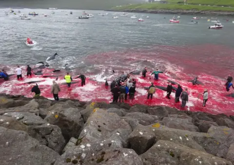 Alastair Ward / Triangle News Inhabitants of the Faroe Islands go whaling in the bay in Sandavágur