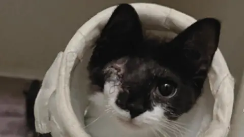 A black and white young cat has its right eye missing, with stitches visible.