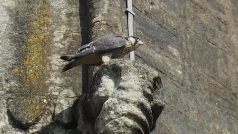 A juvenile peregrine falcon perched on stonework on an old church building