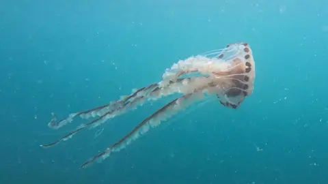 Compass jellyfish pictured with white and dark tentacles and a clear umbrella body with dark patches around its rim. 