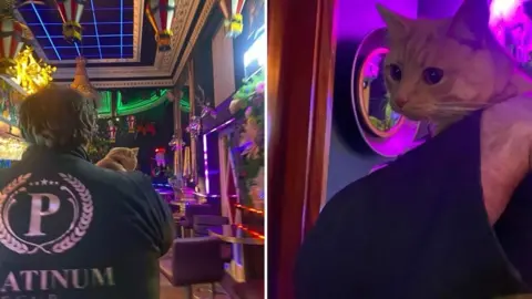 Robyn Waring Teddie the cat