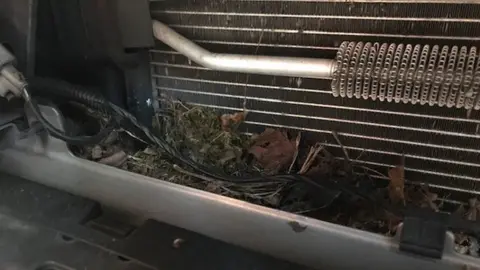 Charlie Talmadge The nest that was behind the grill