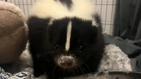 Supplied A close-up image of Buddy the skunk in his enclosure