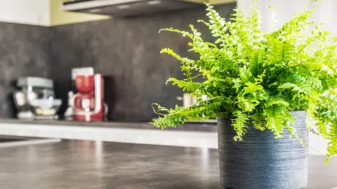 Getty Images A green tiger fern plant in a pot placed on a work surface in a modern kitchen
