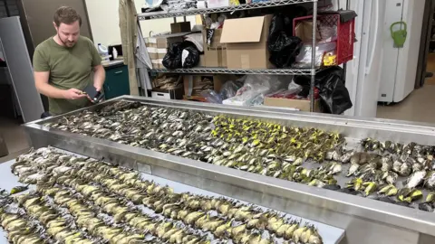 Lauren Nassef/Field Museum Volunteer with dead birds