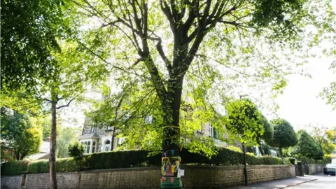 Lincolnshire and Sheffield make Tree of the Year shortlist