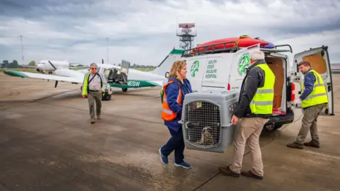 South Essex Wildlife Hospital Rocky the seal in a grey cage being carried by two people from a small white and green light aircraft to the veterinary ambulance, which is also white and green and has a red canoe-type boat fastened on its roof.