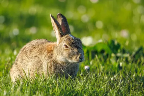 Jack Murray-Bird A hare sitting in a field with an unimpressed facial expression