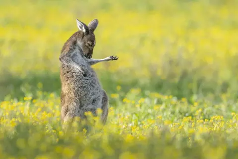 Jason Moore/Comedy Wildlife Photography Awards Australian Grey Kangaroo