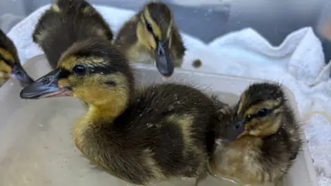 Five fluffy ducklings paddle close together in a small plastic tub of water, their damp brown and yellow feathers showing as they settle into their new surroundings.