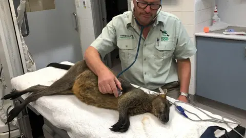 TARONGA ZOO A vet treats a wallaby which hopped over the Sydney Harbour Bridge