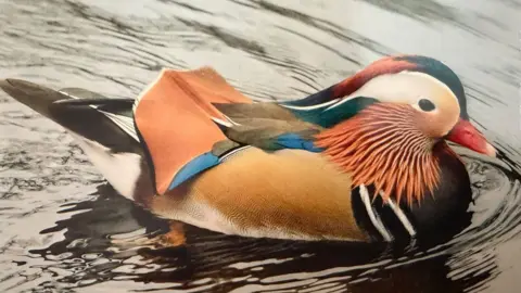 Leo A mandarin duck swims across a pond. The duck has an array of different coloured feathers in shades of orange, brown, black and white.