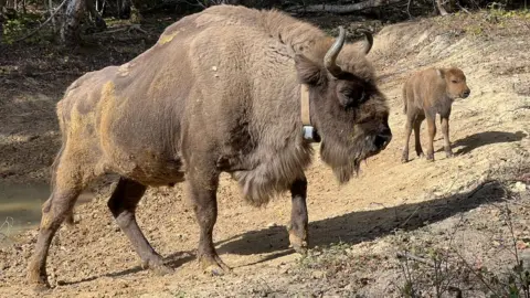 Donovan Wright A bison and calf in woodland