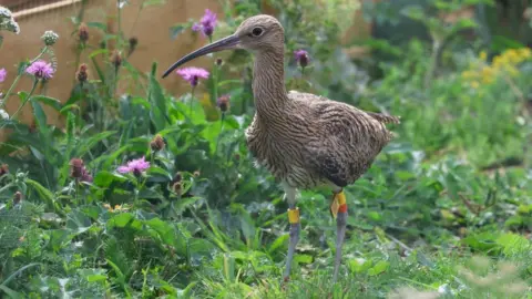 Natural England Curlew