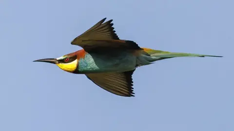 PA Media Bee-eater bird