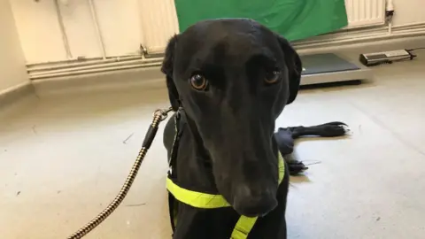 RSPCA Archie the dog