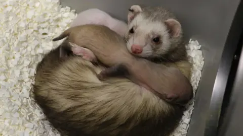 Ben Novak/Revive and Restore A newborn clone of an endangered black-footed ferret