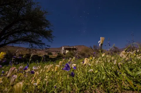 Tommy Trenchard Flowers in the desert at night with a house in the background