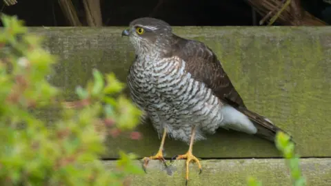 MANXSCENES Sparrowhawk
