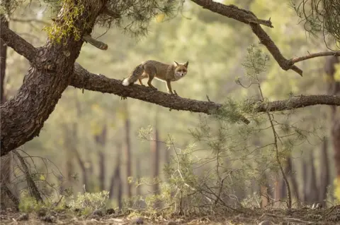 Daniel Valverde Fernandez / British Wildlife Award Red fox (Vulpes vulpes) in a tree