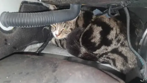 North Tyneside Council Olive the cat on the van's engine