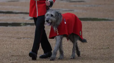 Reuters Seamus the dog with his tongue out and red outfit on, being led by soldier