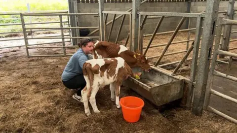 A teenage girl kneels down to feed two small brown and white cows in a barn.