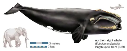 Getty Images North atlantic right whale graphic showing its length of 18m