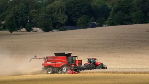 A red combine harvester driving through a field and cutting wheat. 