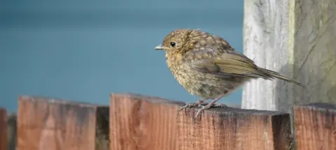 Douglas Kerr Small brown bird perched on the top of a wooden fence post, with detailed feathers and a softly blurred blue and wooden background