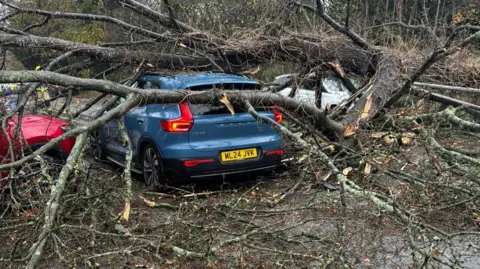 Stephen Wise A close-up of the back of a blue Volvo underneath a fallen tree.