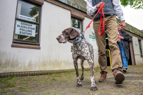 Mark Naftalin / AFP via Getty Images A white and brown spotted dog looks to the left of frame while being led by a bright red lead outside a sign reading 'gorsaf bleidleisio polling station' on the wall of the exterior of the library, with another voter behind.